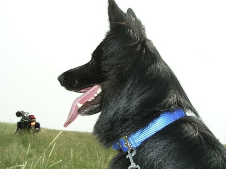 Hund mit Rückenwind.jpg