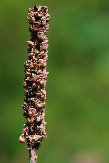 testbild sigma crop-1.jpg