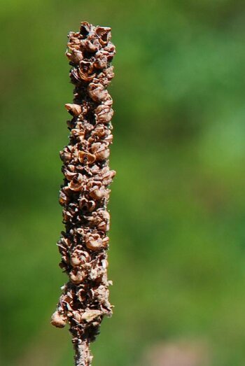 testbild sigma crop-2.jpg