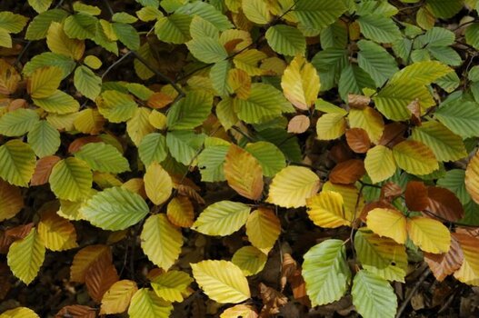 herbst.jpg
