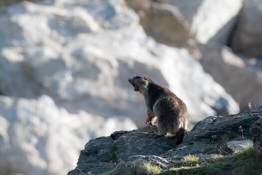 DSC_2588-bearb_bildgröße ändern.jpg