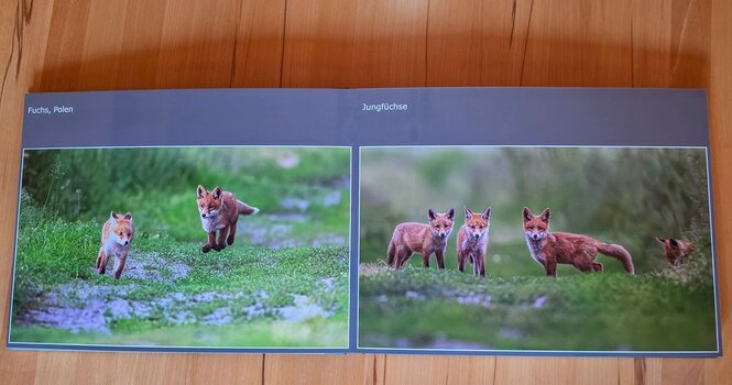 saal-digital-fotobuch-fuchs-doppelseite.jpg