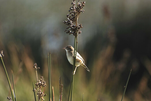 S5-test-1.jpg