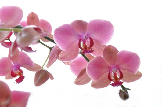 orchidee_1.jpg
