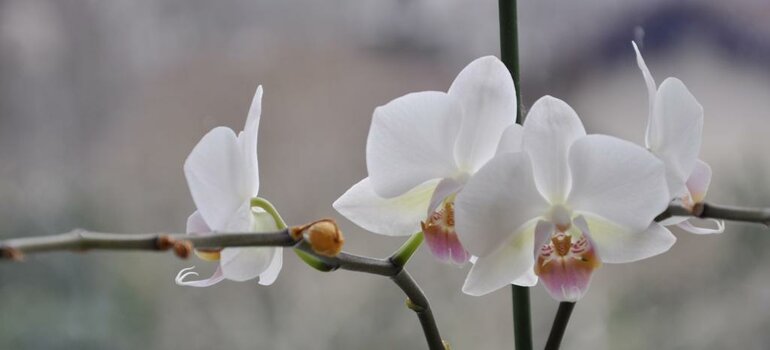 orchidee_2.jpg