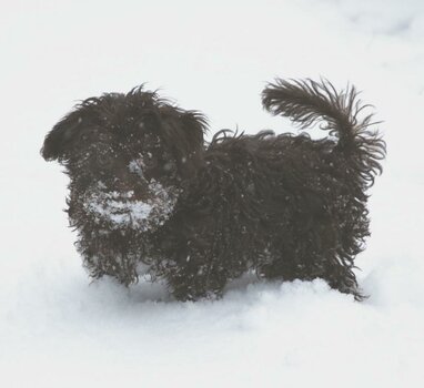 Bennyschnee1.jpg