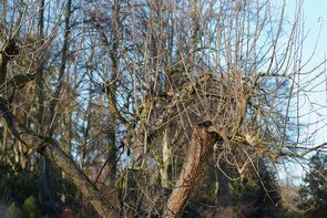 2009_01250006.JPG