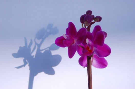 Orchidee.jpg
