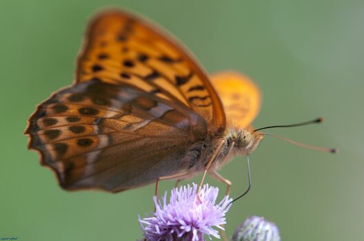 Kaisermantel (Argynnis paphia)05. Juli 2009.jpg