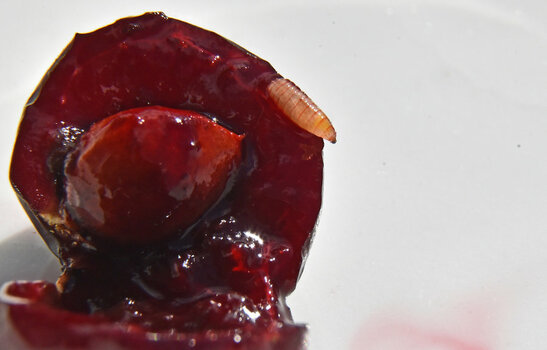 DSC_0747FK_kl.jpg
