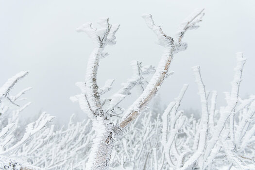 Harz Feb 2020-45.jpg
