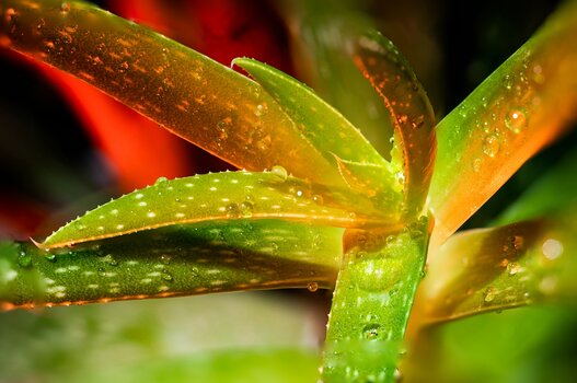 Beispielfoto: Makroaufnahme einer Aloe Vera, aufgenommen mit Hilfe des Makroschlittens von Rollei