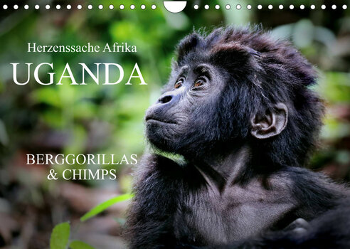 Cover des Fotokalenders UGANDA - Berggorillas & Chimps von Wibke Woyke