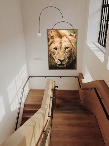 Portrait eines Löwen im Treppenhaus