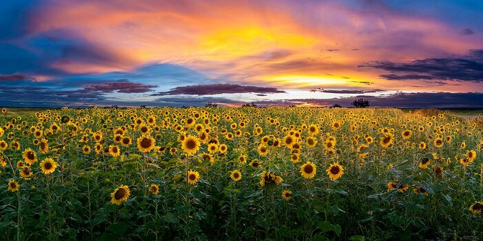 Sonnenblumenfeld-sonnenuntergang-2zu1-sharp_klein.jpg