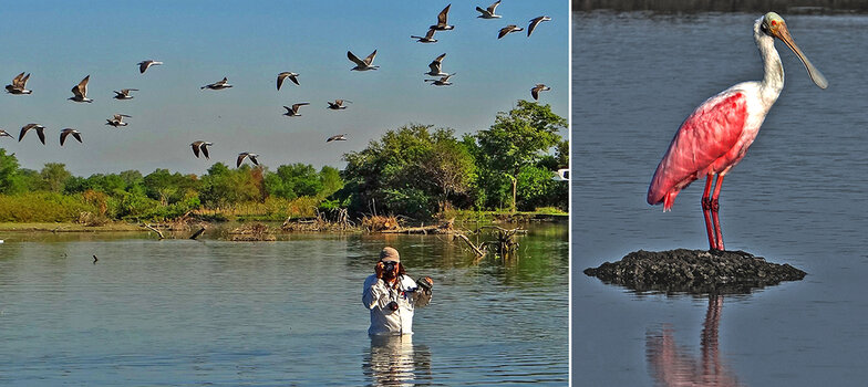 Links: Alvaro steht bis zur Brust im Wasser und fotografiert. Über ihm fliegt ein Vogelschwarm vorbei. Rechts: ein Rosalöffler.