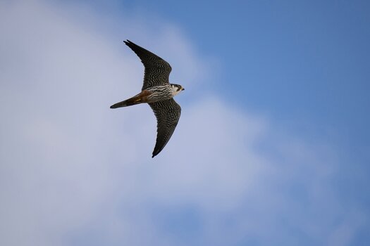 k_a067z_natsumi_handa_small_bird2_20240724.jpg