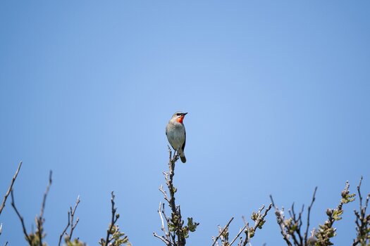 k_a067z_natsumi_handa_small_bird3_20240724.jpg