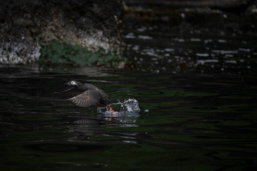 k_a067z_natsumi_handa_small_bird4_20240724.jpg