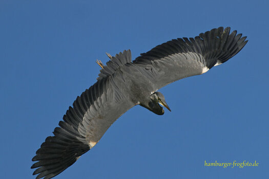 DSC_1960_ber.jpg