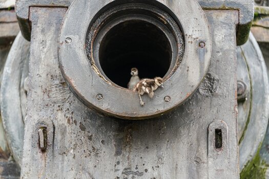 S-17.jpg