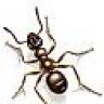 -Ant-
