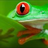 fred-the-frog
