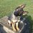 Dogdiver