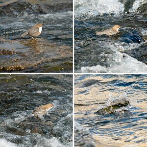 Wasseramsel