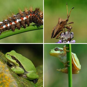 Fauna