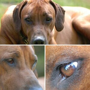 Unsere Ridgebacks