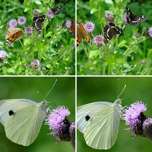 Schmetterlinge