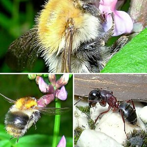 Insektenmakros