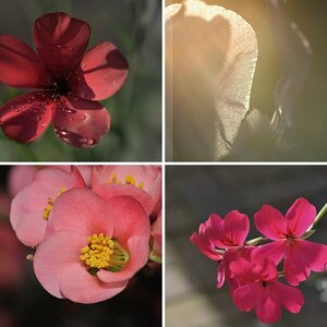 Blumen