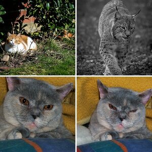 Katzen