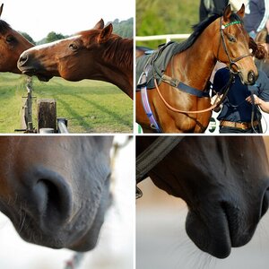 Horses
