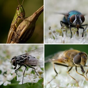 Makro