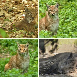 Wildpark Pforzheim