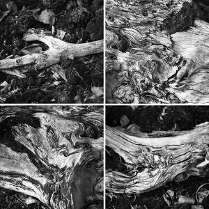 Fossile Hölzer