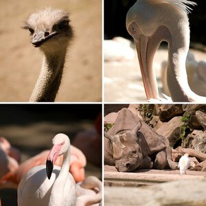Ein Tag im Zoo