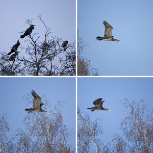 Kormoran