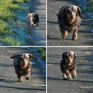 Tiere