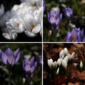 Crocus