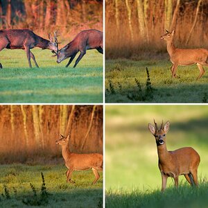 Säugetiere wildlife