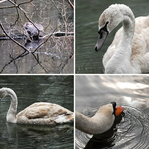 Mein lieber Schwan