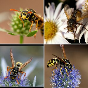 Insekten