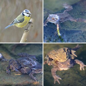 Wildlife