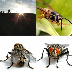 Images