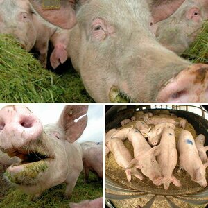 Schweine