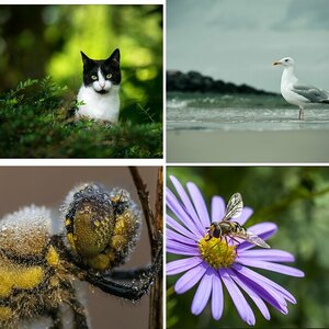 Tiere und Insekten